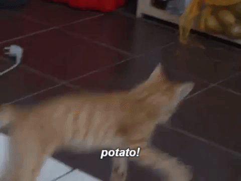 macskakrumpli.gif