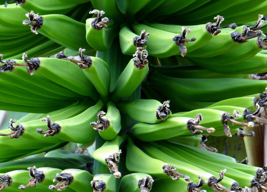 banana-shrub-banana-food-fruit-57712.jpeg